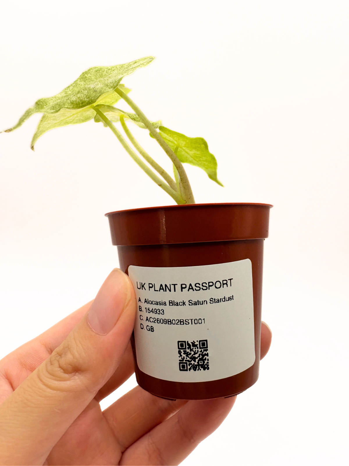 Alocasia Black Saturn Stardust Variegated #1 — photo 5