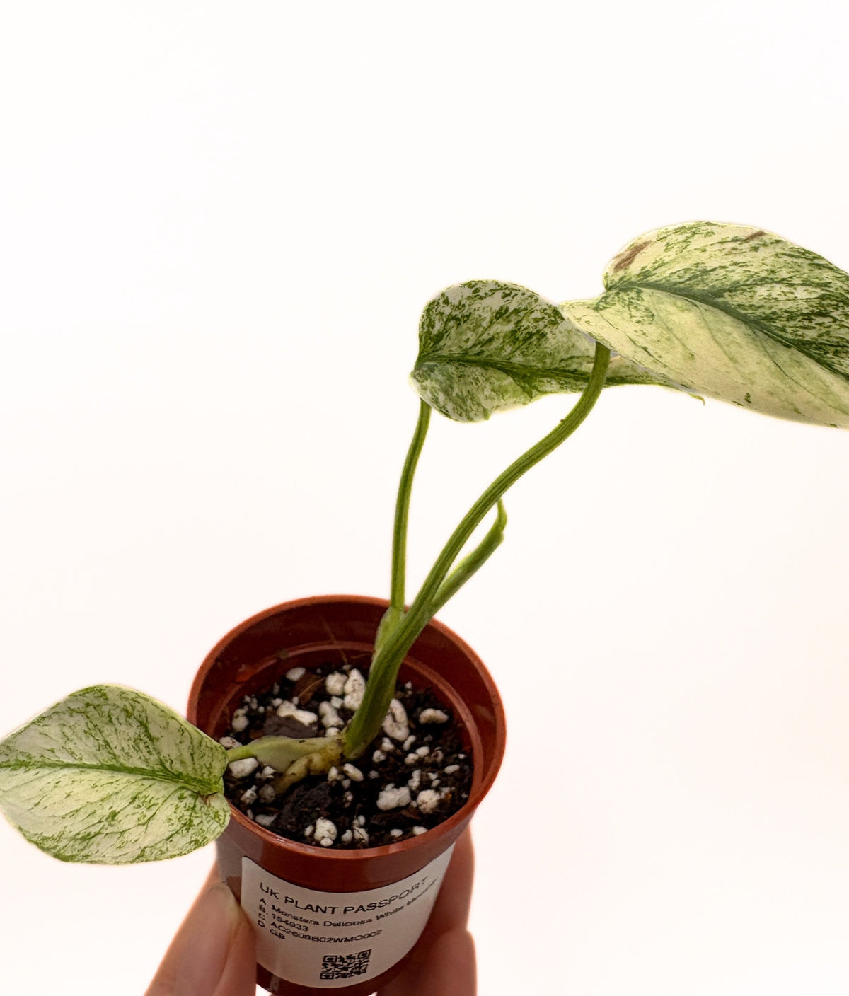 Monstera Deliciosa White Monster #2 exact plant photo 6