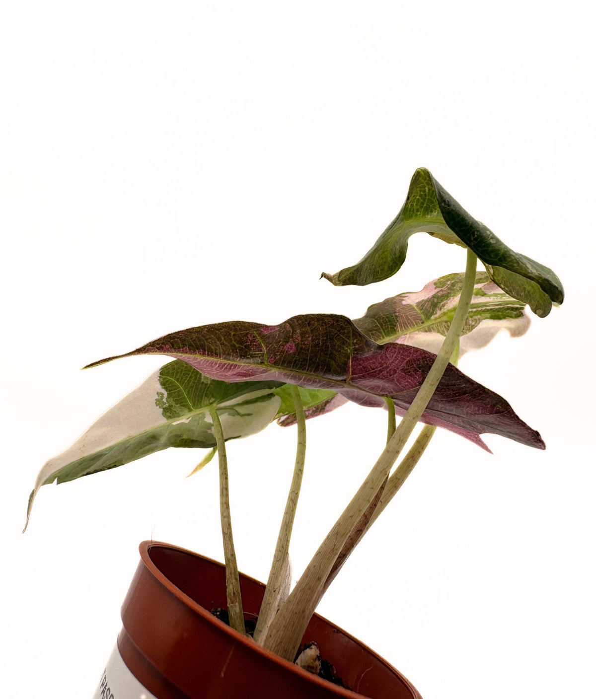 Alocasia Polly Pink Variegated #2 exact plant photo 7