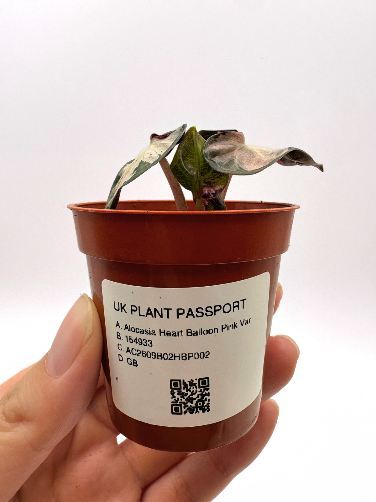 Alocasia Balloon Heart Pink Variegated #2 — photo 7