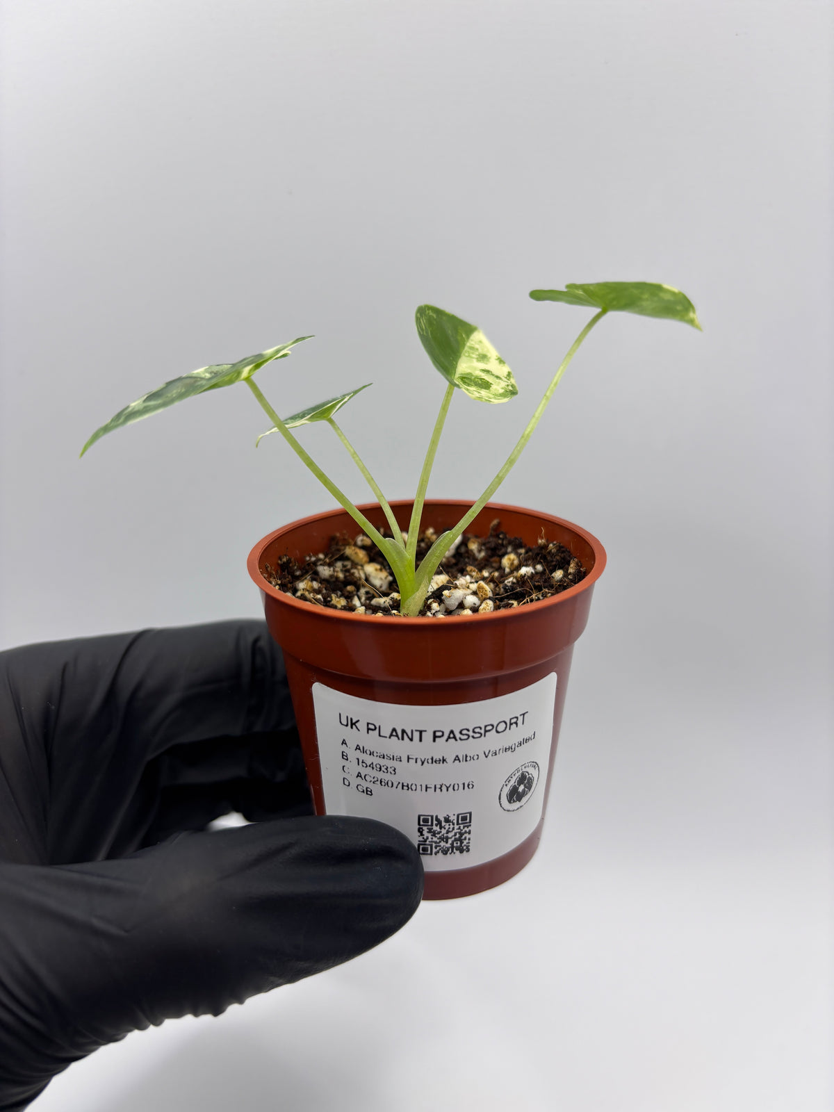 Alocasia Frydek Albo Variegated #17 exact plant photo 9