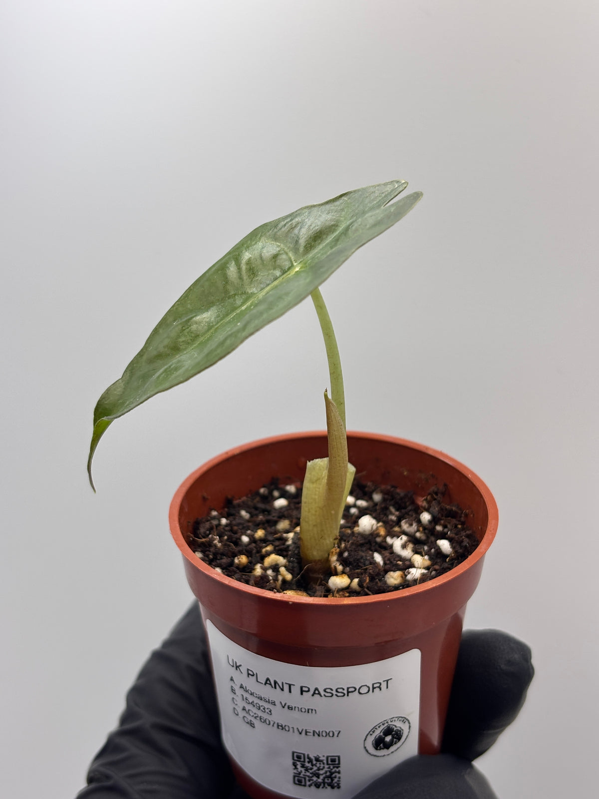 Alocasia Venom #7 exact plant photo 7