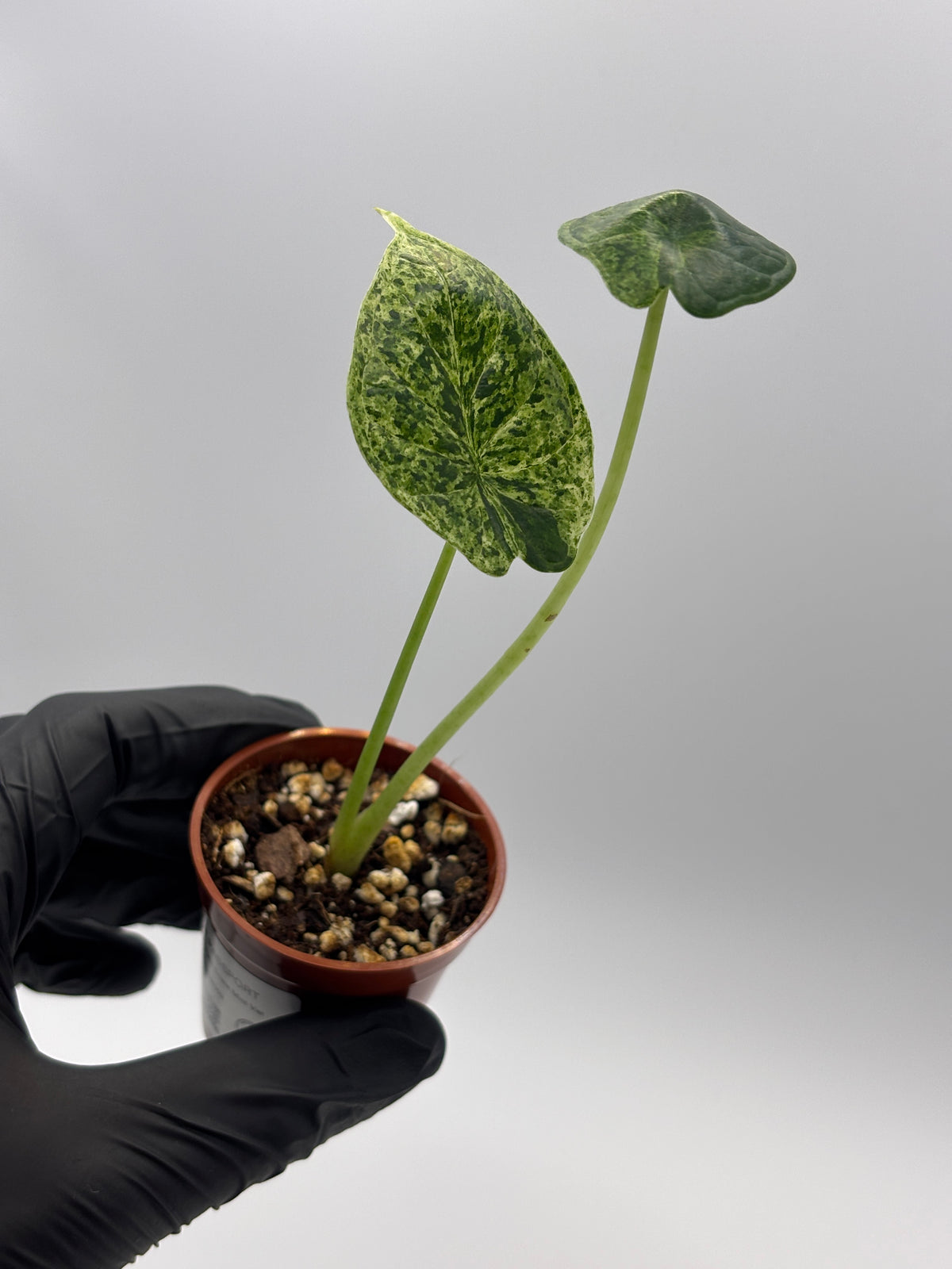 Alocasia Dragon Scale Mint Variegated #9 — photo 7