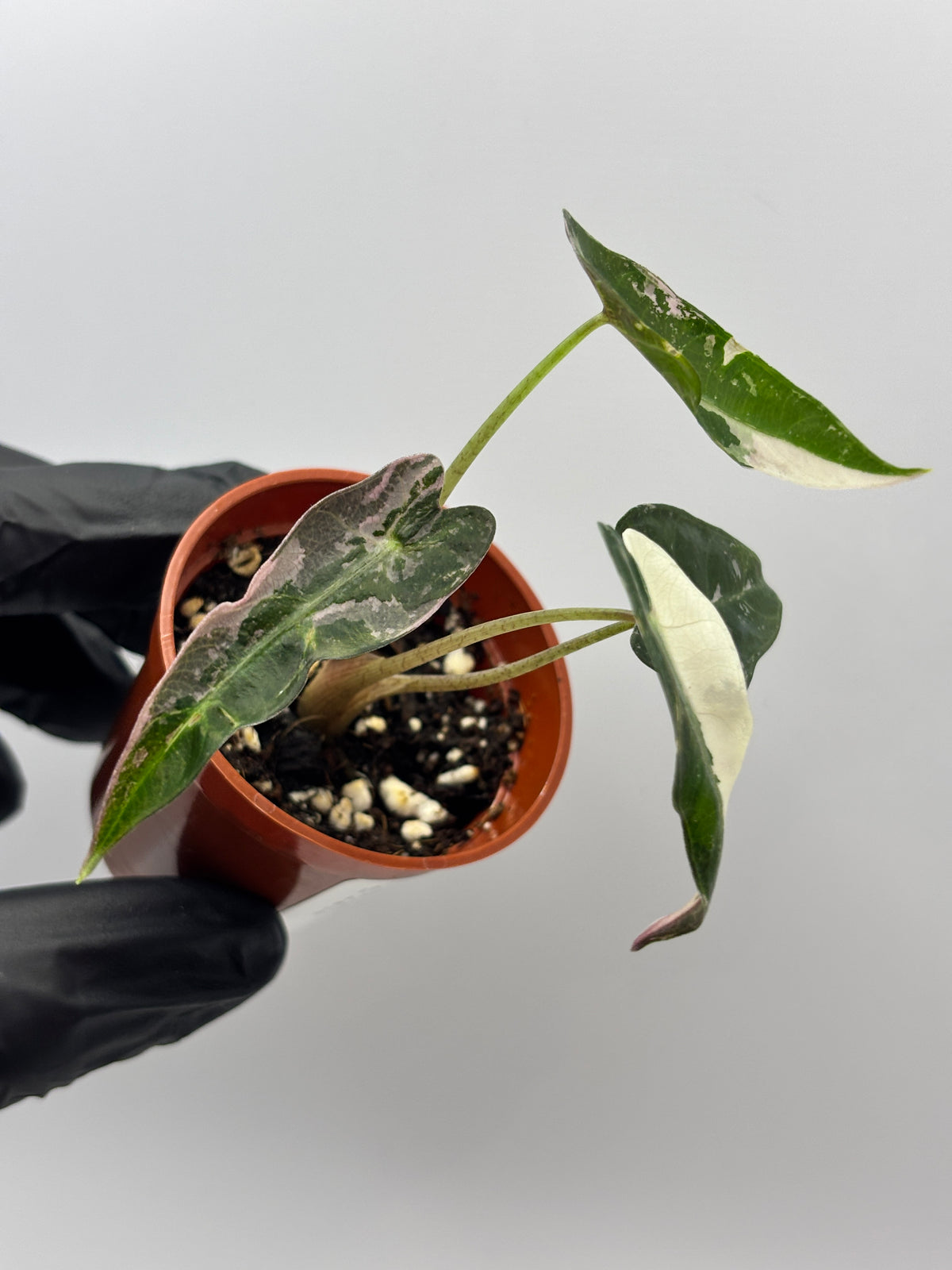 Alocasia Bambino Pink Variegated #1 exact plant photo 10