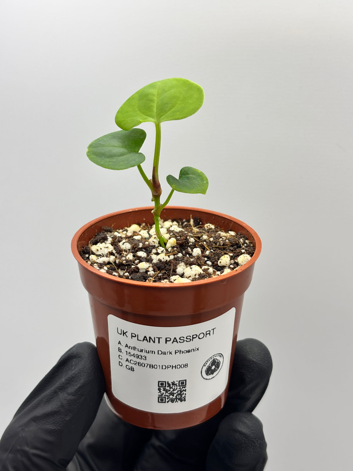 Anthurium Dark Phoenix #8 exact plant photo 7