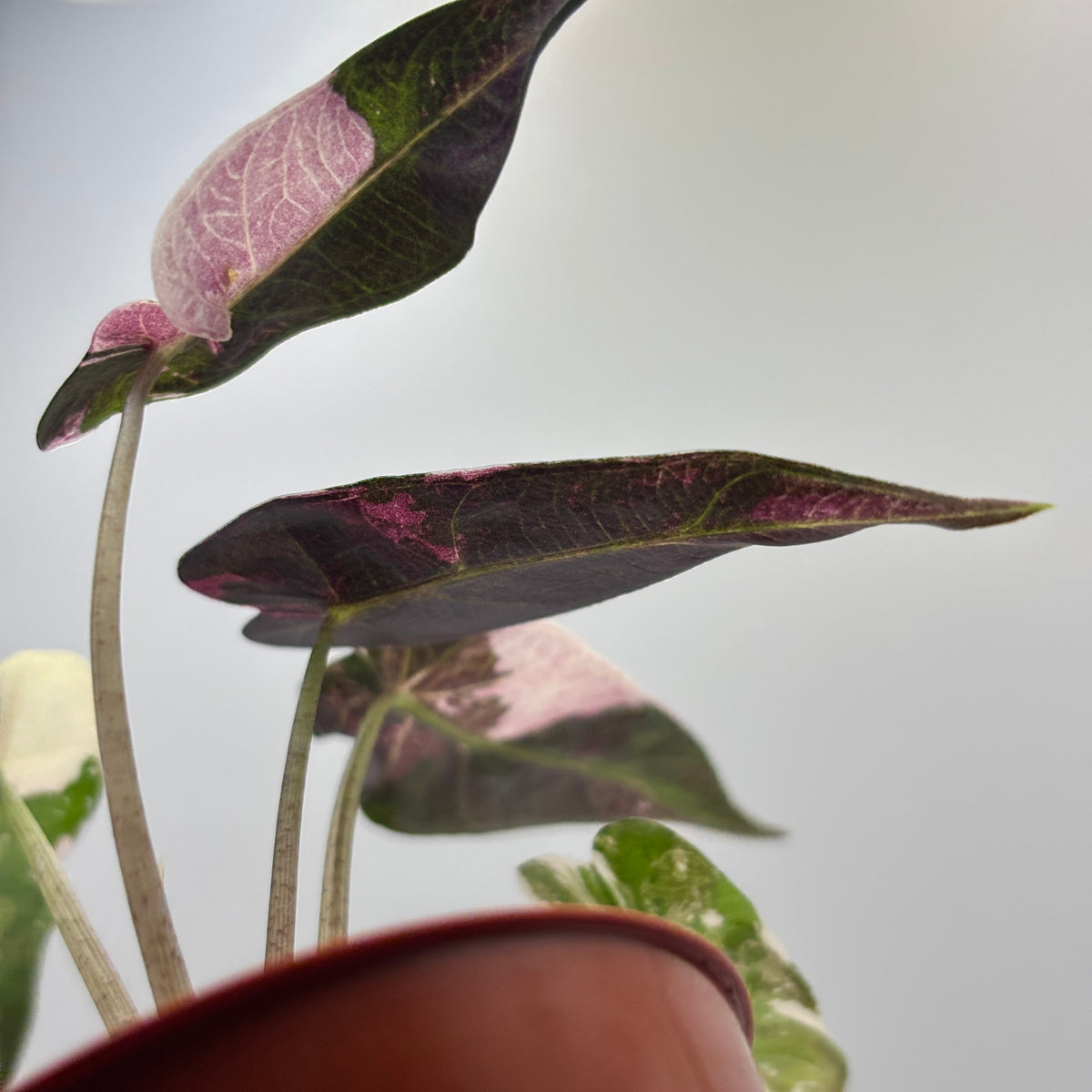 Alocasia Bambino Pink Variegated #3 exact plant photo 10