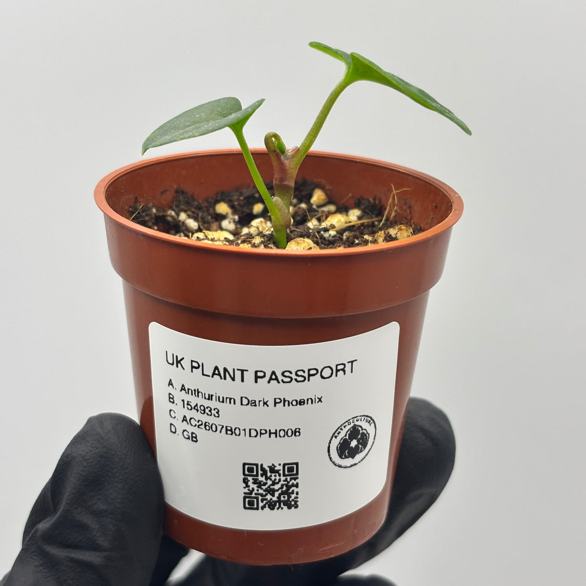 Anthurium Dark Phoenix #6 exact plant photo 6