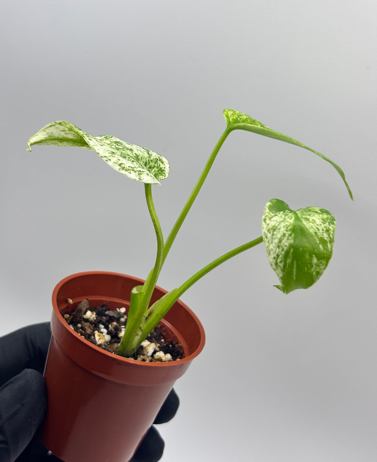 Monstera Deliciosa White Monster #12 exact plant photo 7
