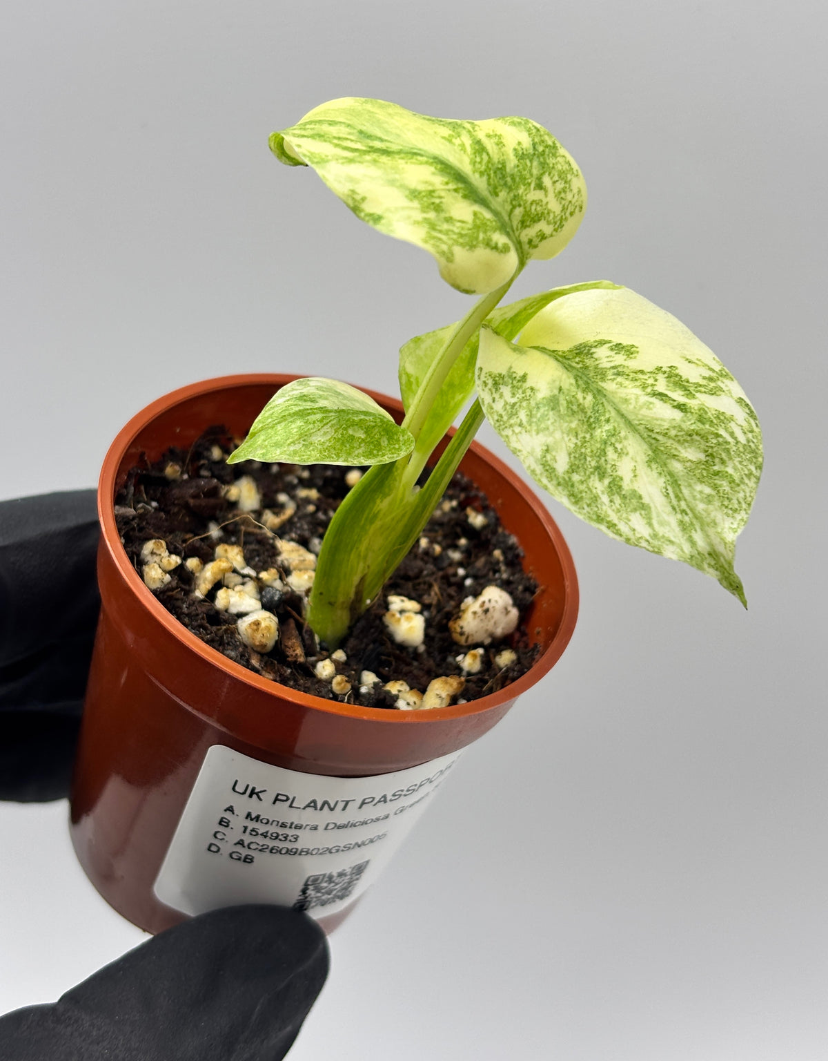 Monstera Deliciosa Green Snow #5 exact plant photo 7