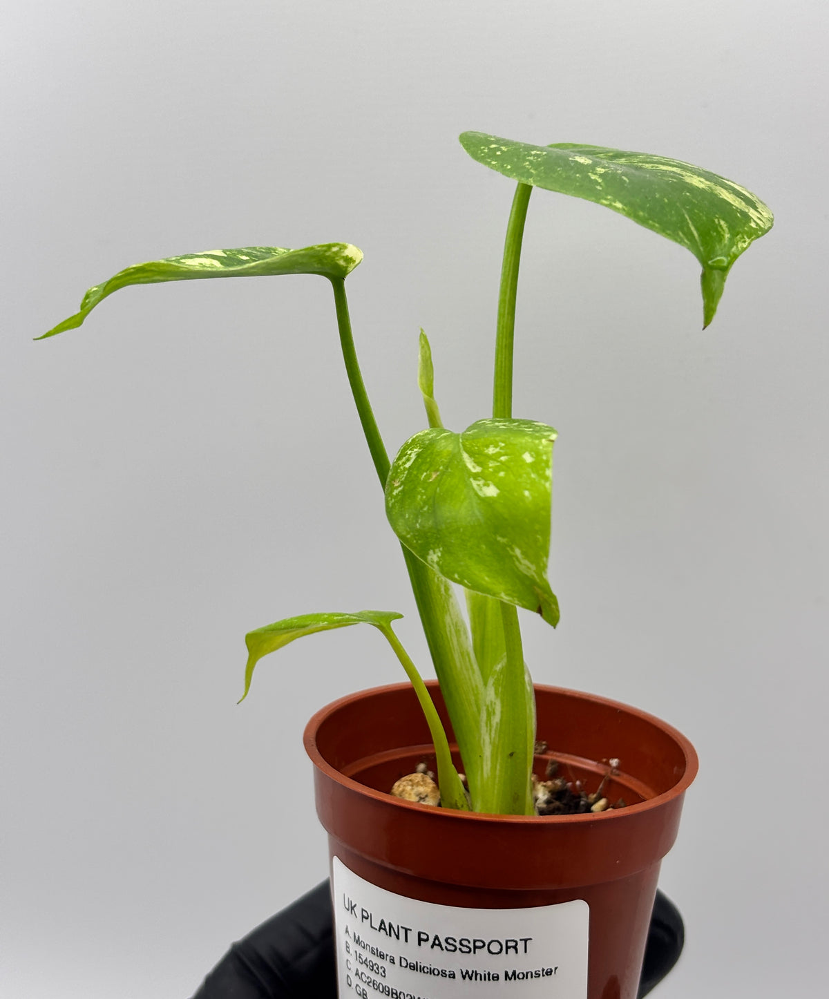 Monstera Deliciosa White Monster #13 exact plant photo 8