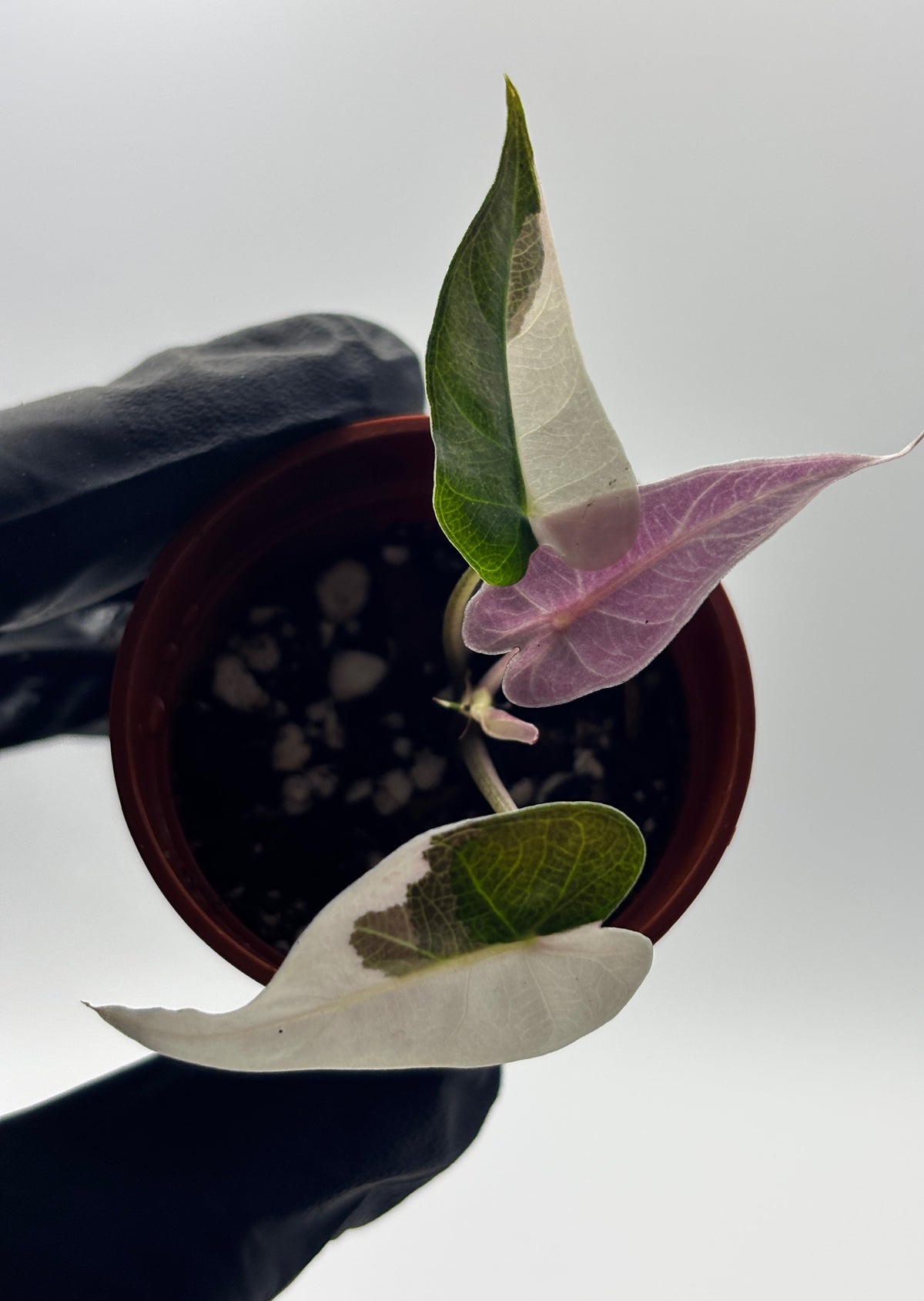 Alocasia Bambino Pink Variegated #7 exact plant photo 9