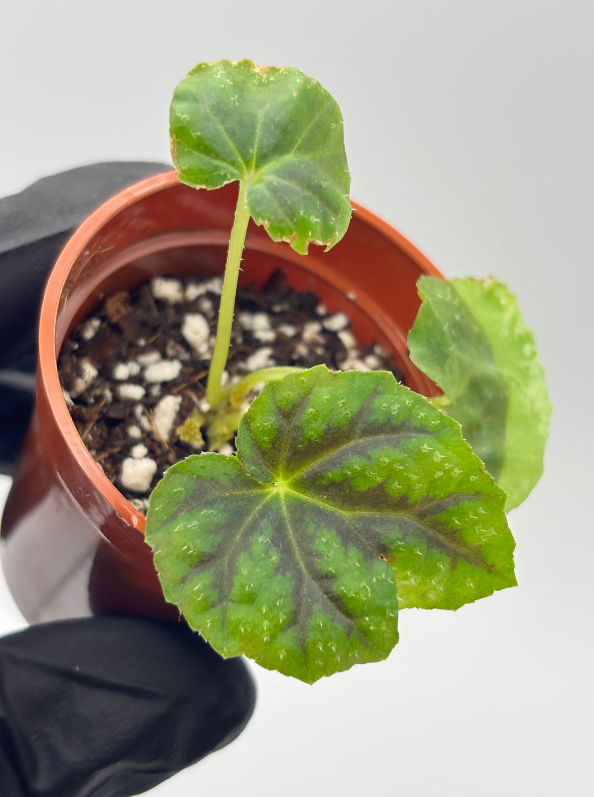 Begonia Pseudoedulis #3 exact plant photo 5