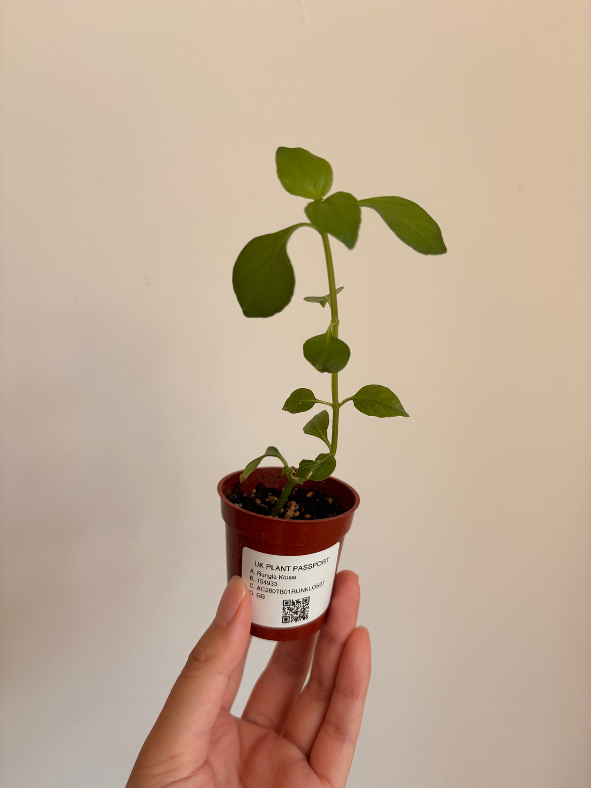 Rungia klossii 'Mushroom Plant'