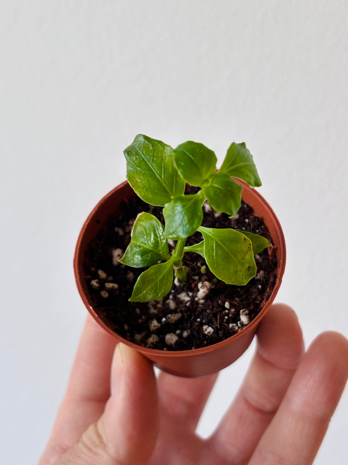 Mushroom Plant UK | Rungia klossii Rare Edible Herb Plant