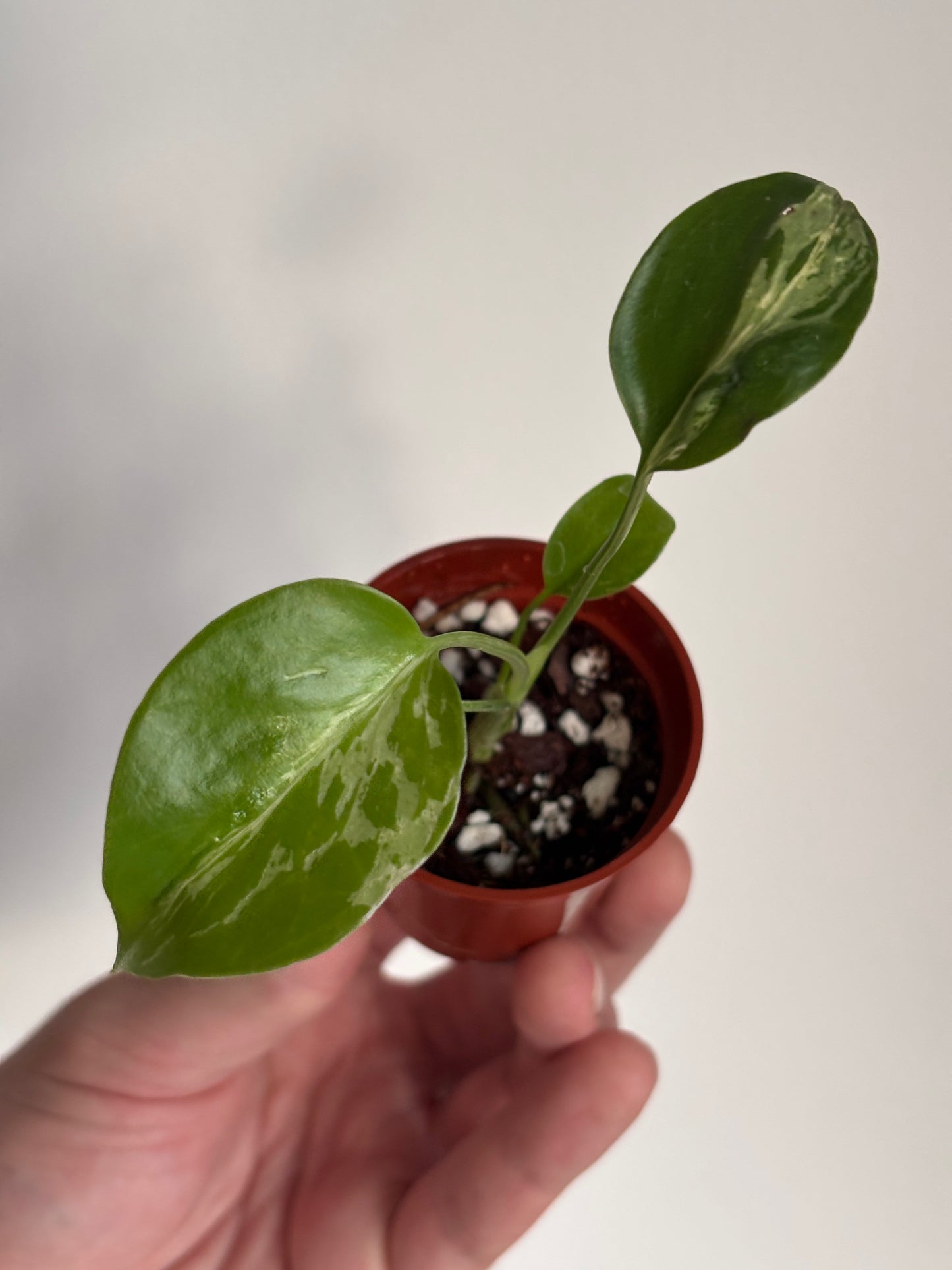 Monstera Deliciosa Bulbasaur #6