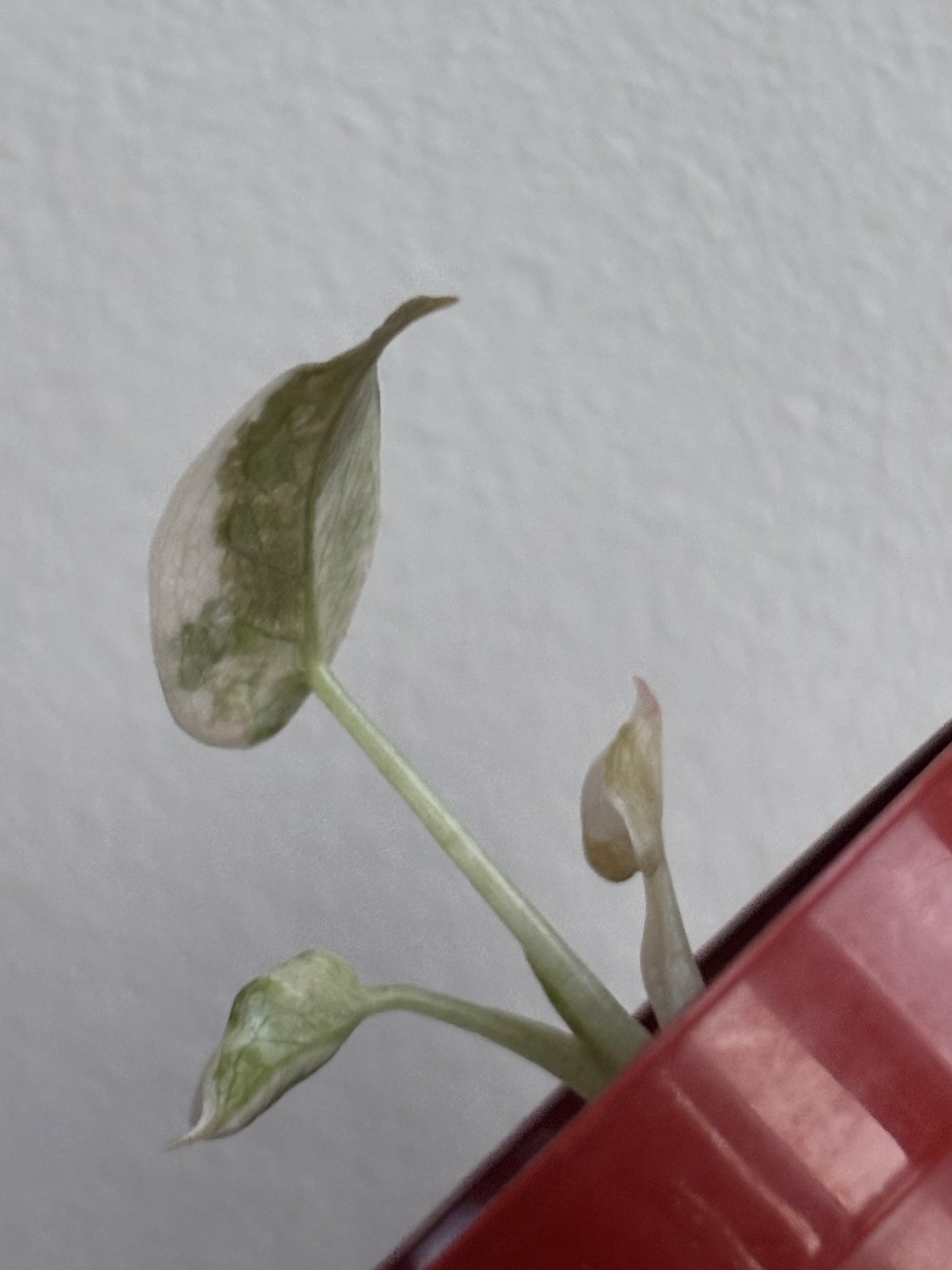 Alocasia Cuprea Super Pink Variegated #05