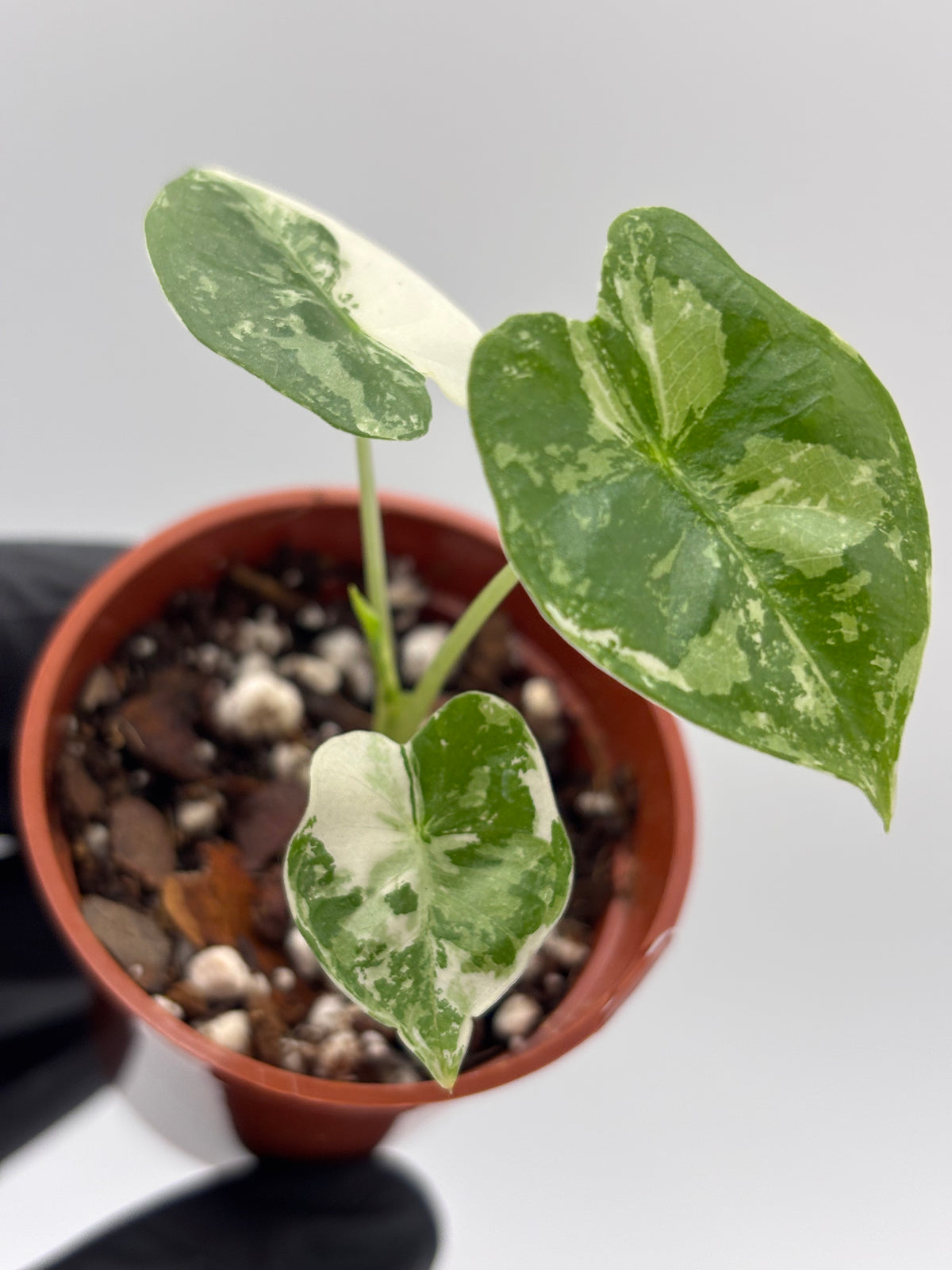 Alocasia Frydek Albo Variegated #8
