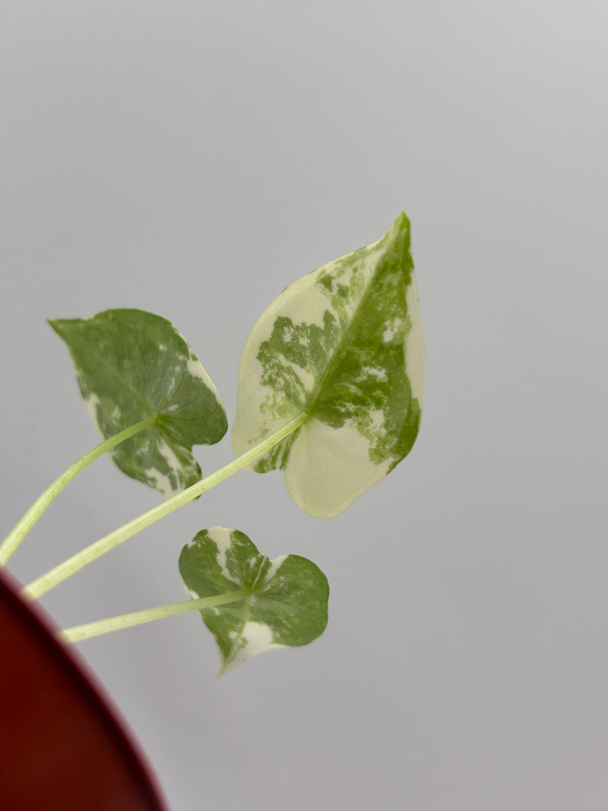 Alocasia Frydek Albo Variegated #13