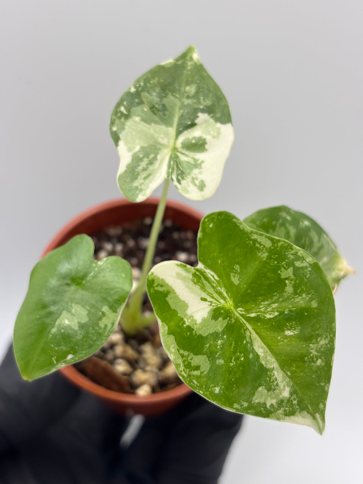 Alocasia Frydek Albo Variegated #6