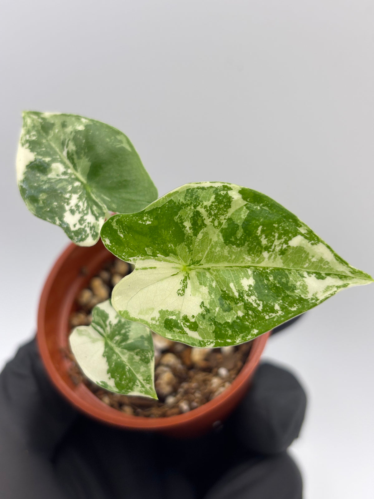 Alocasia Frydek Albo Variegated #7