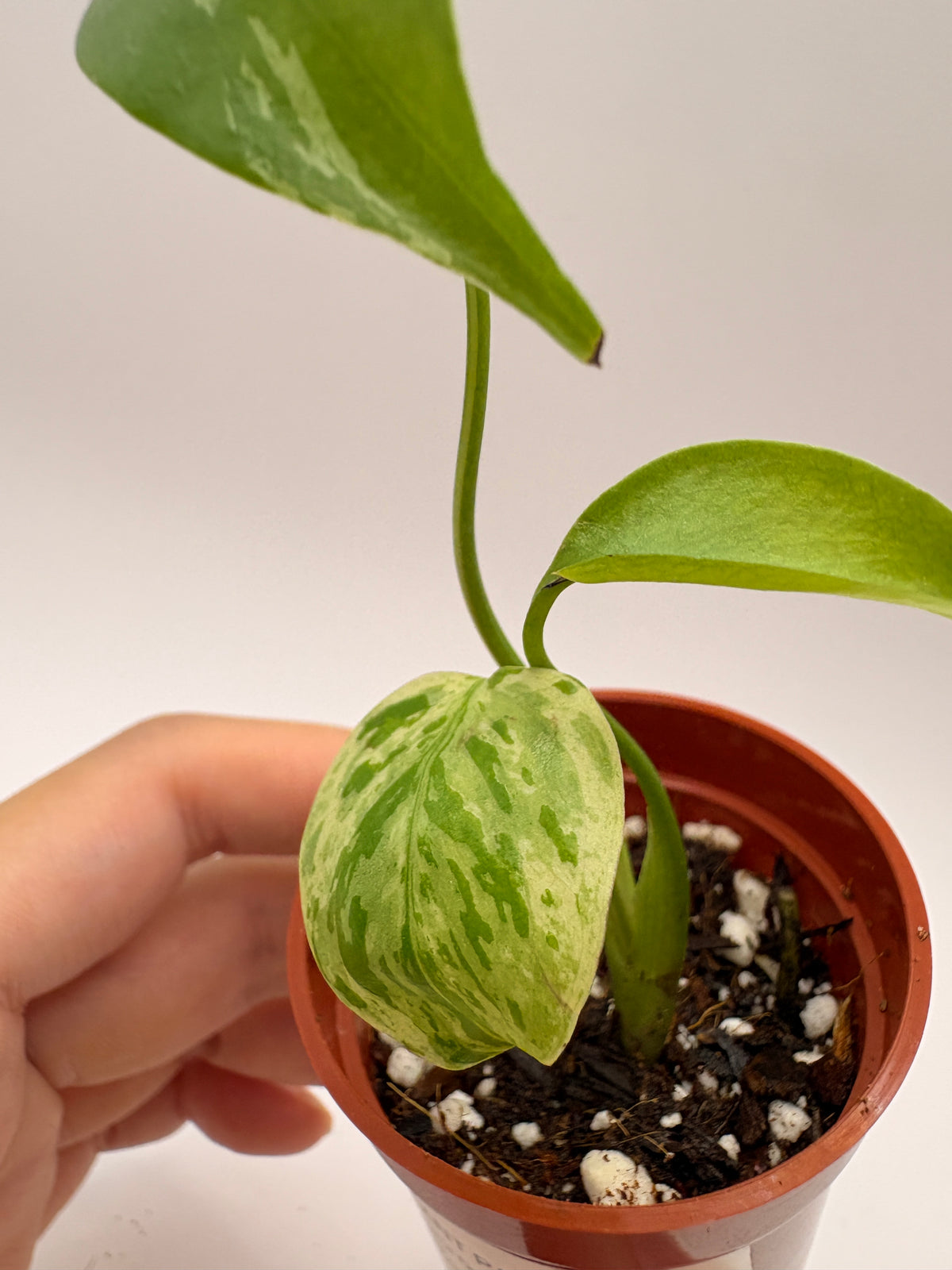 Monstera Deliciosa Bulbasaur #11 exact plant photo 6