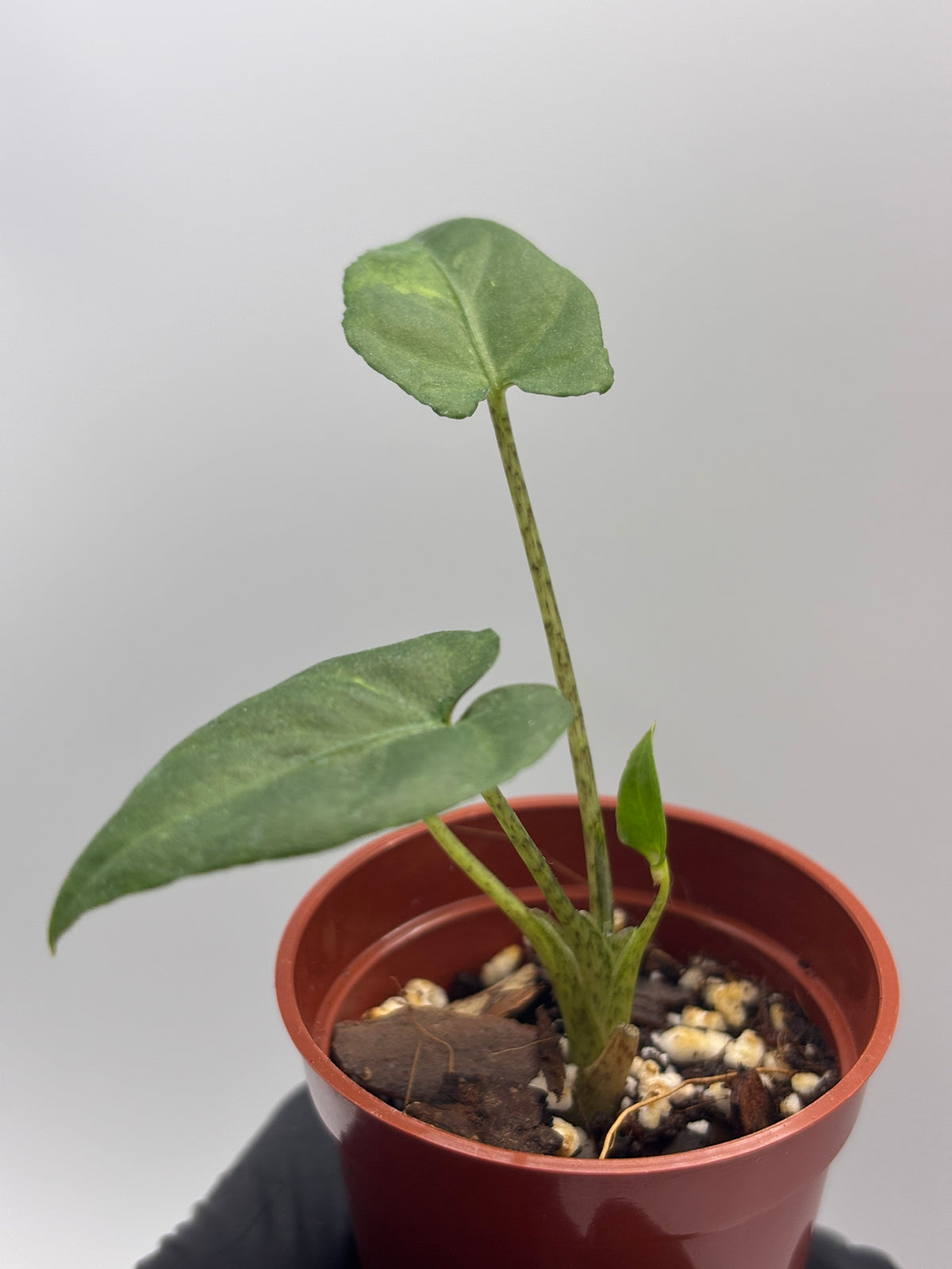 Alocasia Lauterbachiana Aurea Variegated #03