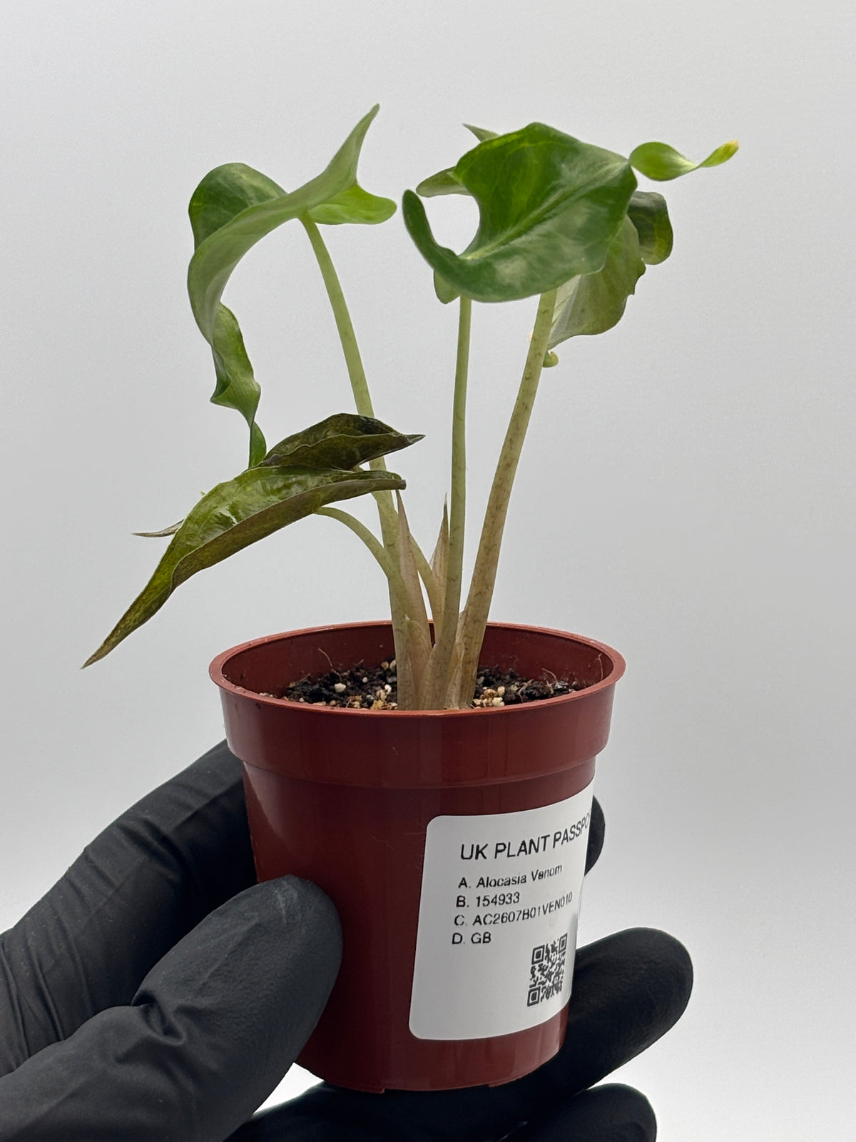 Alocasia Venom #10