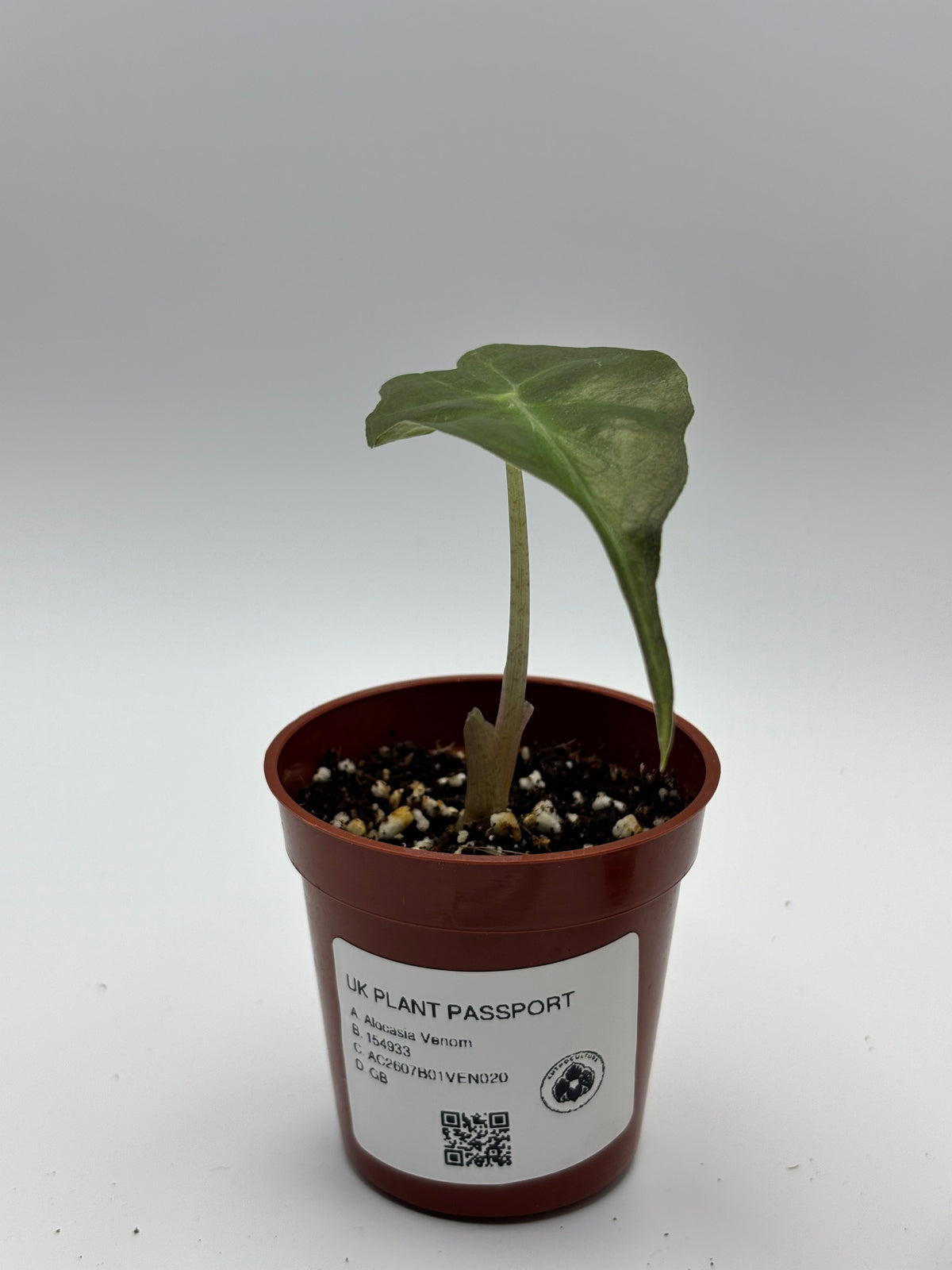 Alocasia Venom #20