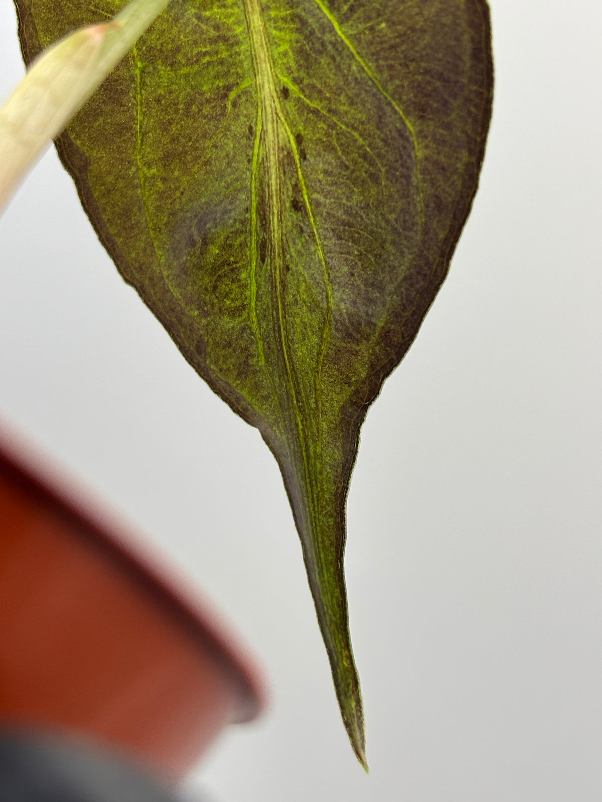 Alocasia Venom #12