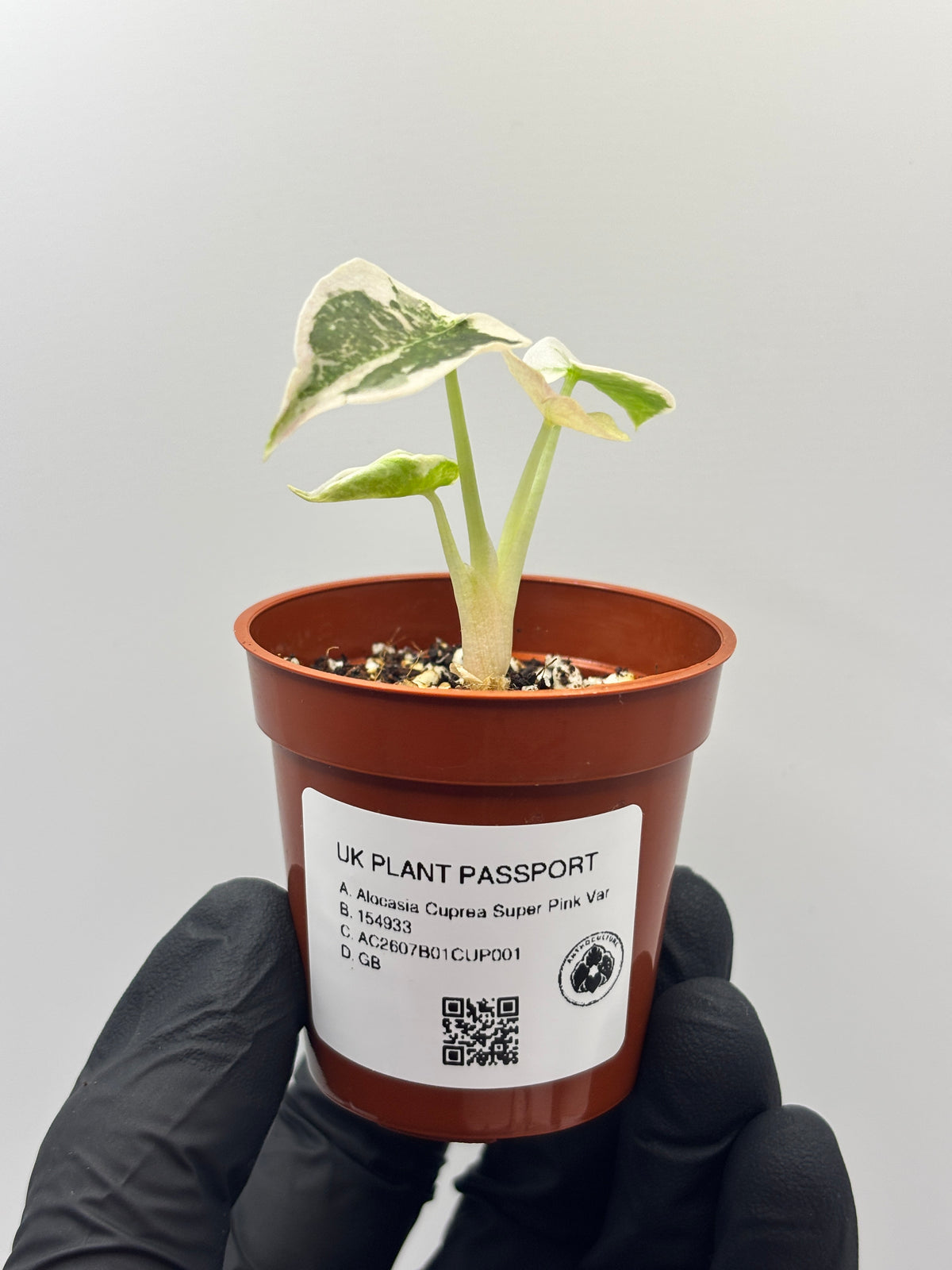Alocasia Cuprea Super Pink Variegated #1
