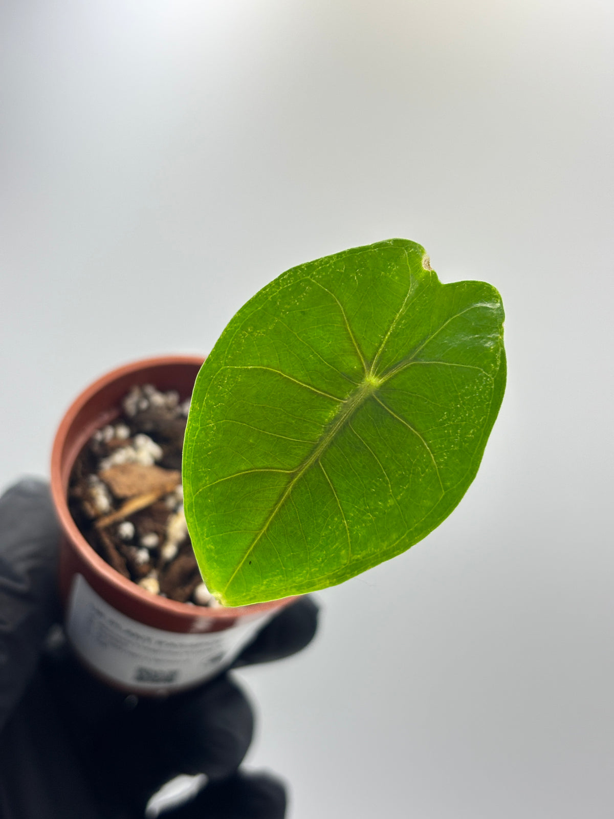 Alocasia Longiloba Suhirmaniana Purple Vein #12