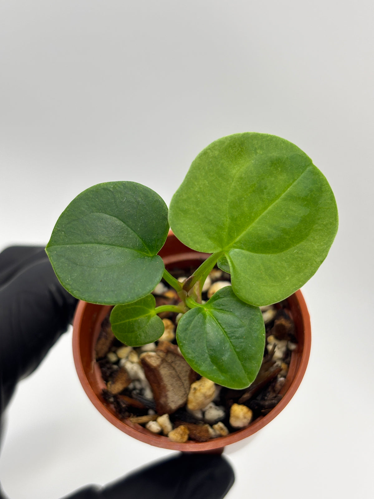Anthurium Dark Phoenix #02