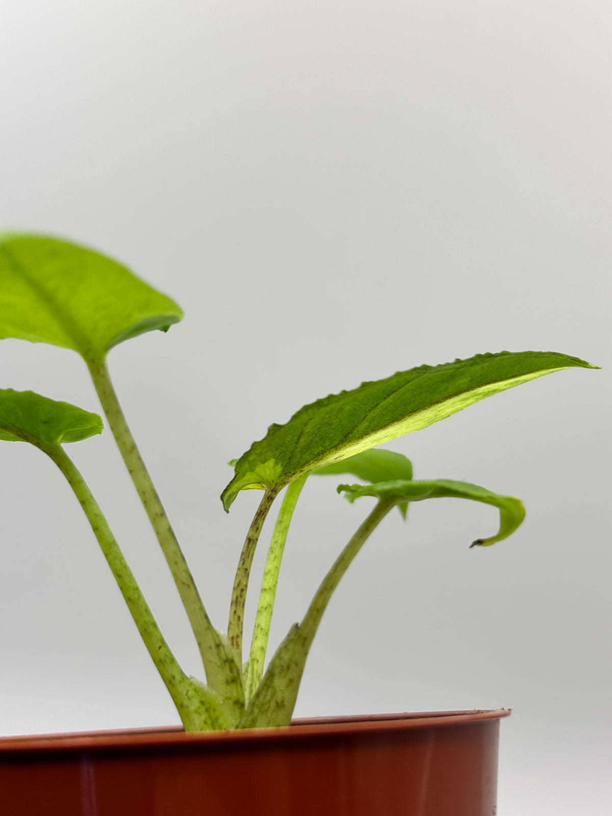 Alocasia Lauterbachiana Aurea Variegated #02