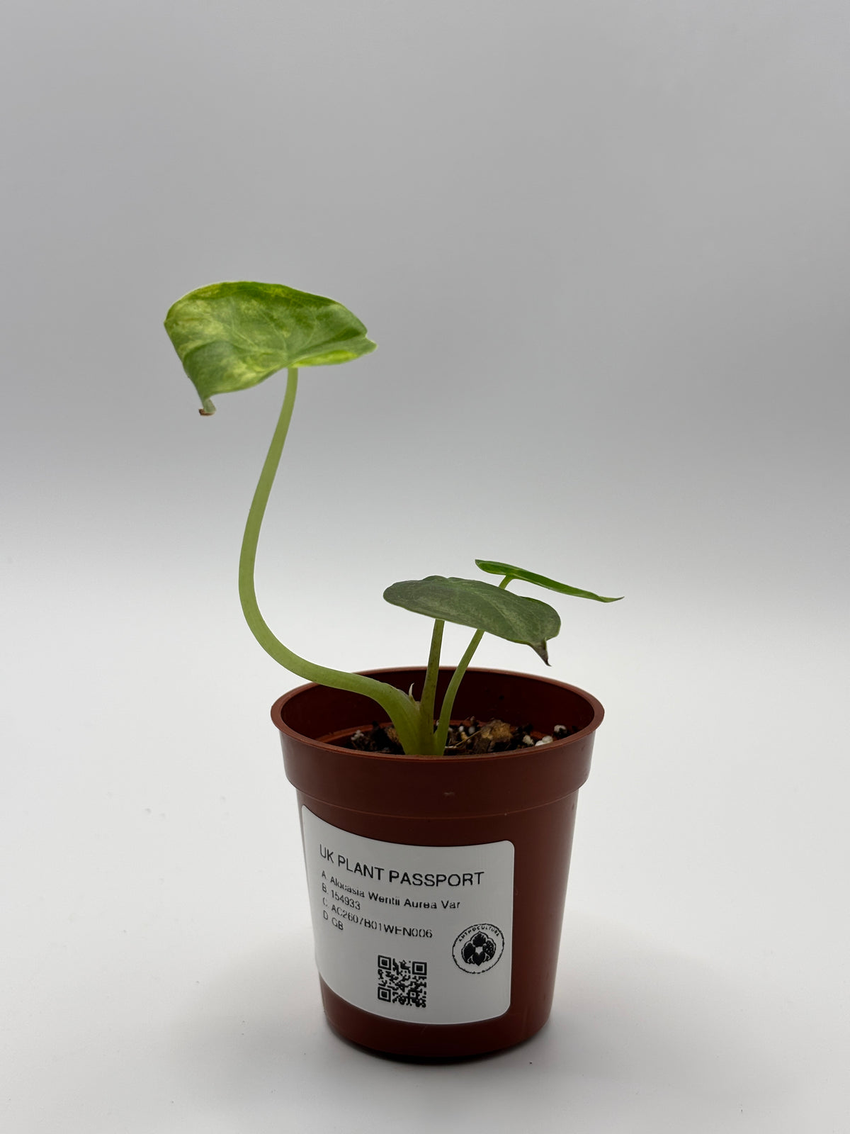Alocasia Wentii Aurea Variegated #6 exact plant photo 7