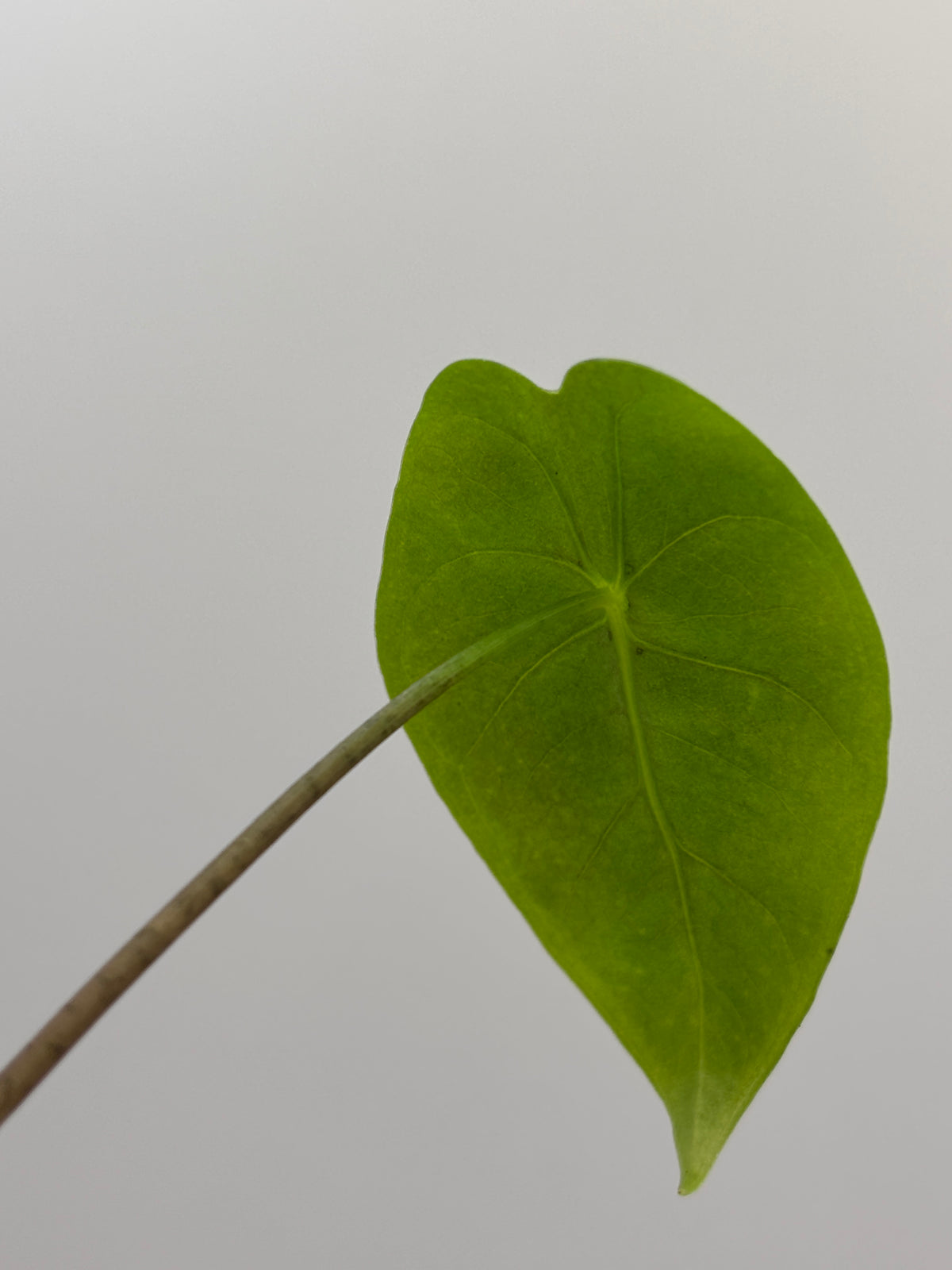 Alocasia Longiloba Suhirmaniana Purple Vein #13 exact plant photo 8
