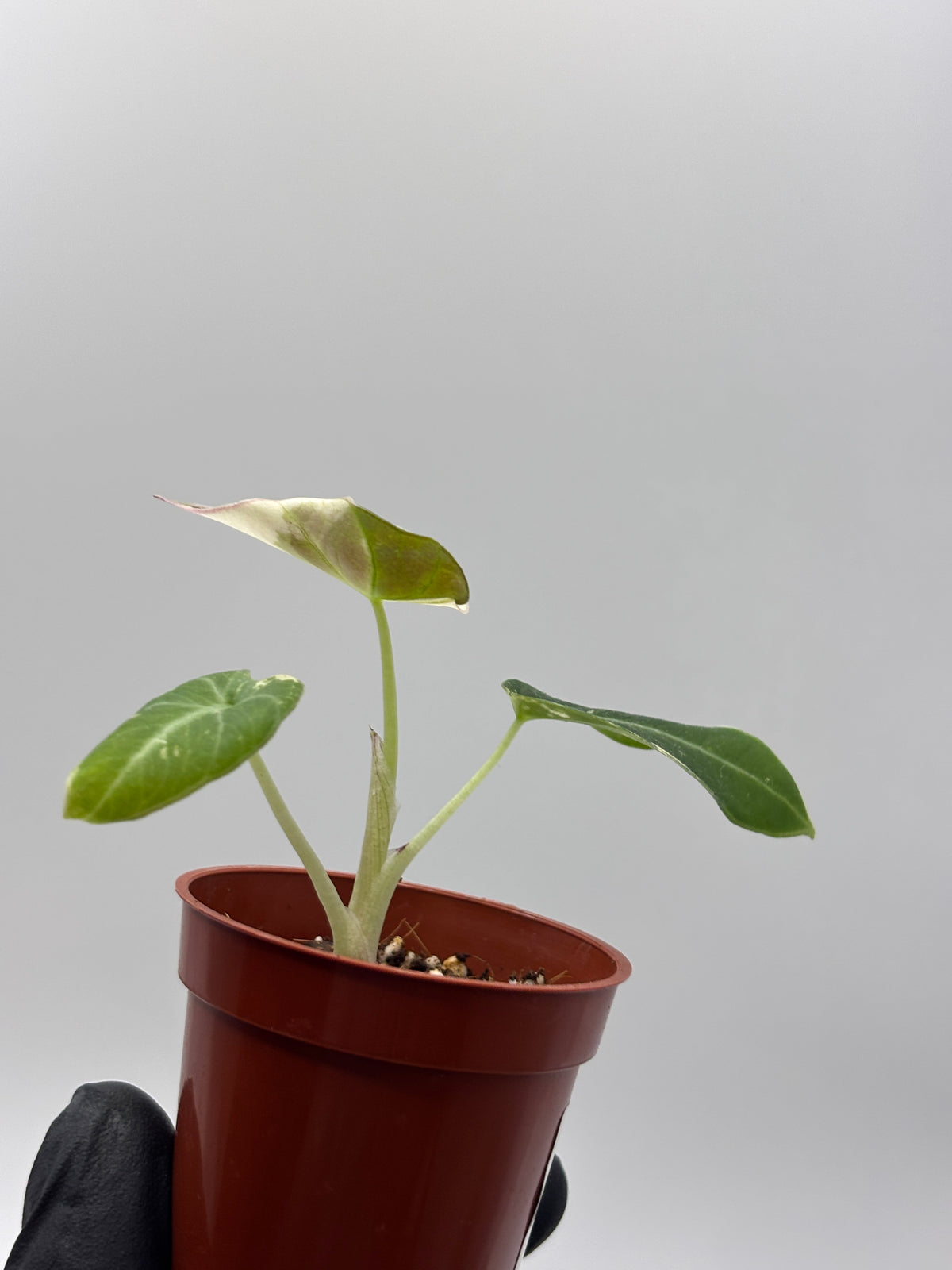 Alocasia Black Velvet Pink Variegated #7 exact plant photo 9