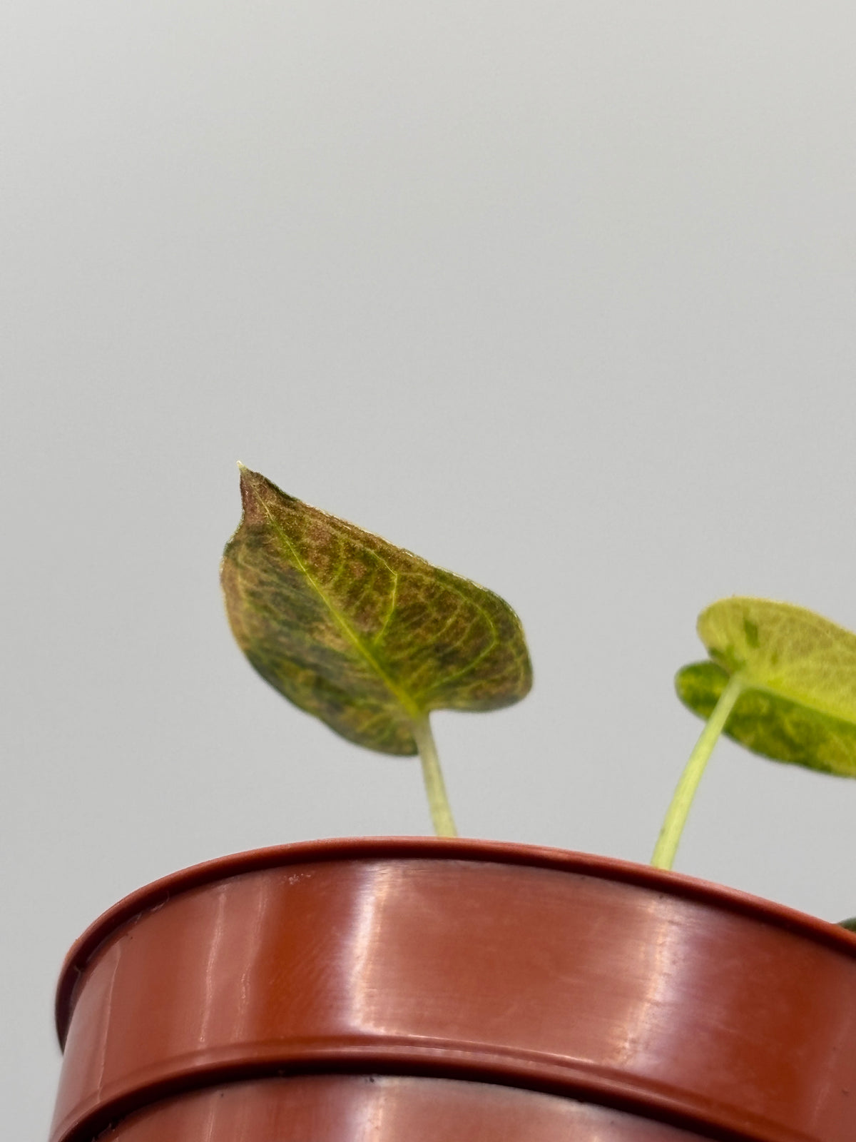 Alocasia Bambino Aurea Variegated #3 exact plant photo 11