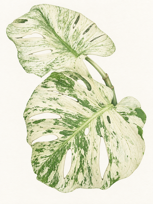 Monstera Deliciosa 'White Monster': A Care Guide for Growing Indoors