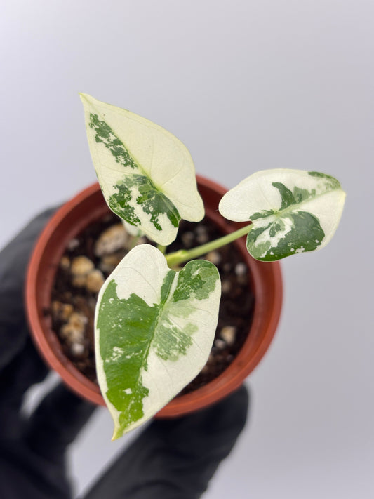Alocasia Frydek Albo Variegated: A Care Guide for Growing Indoors