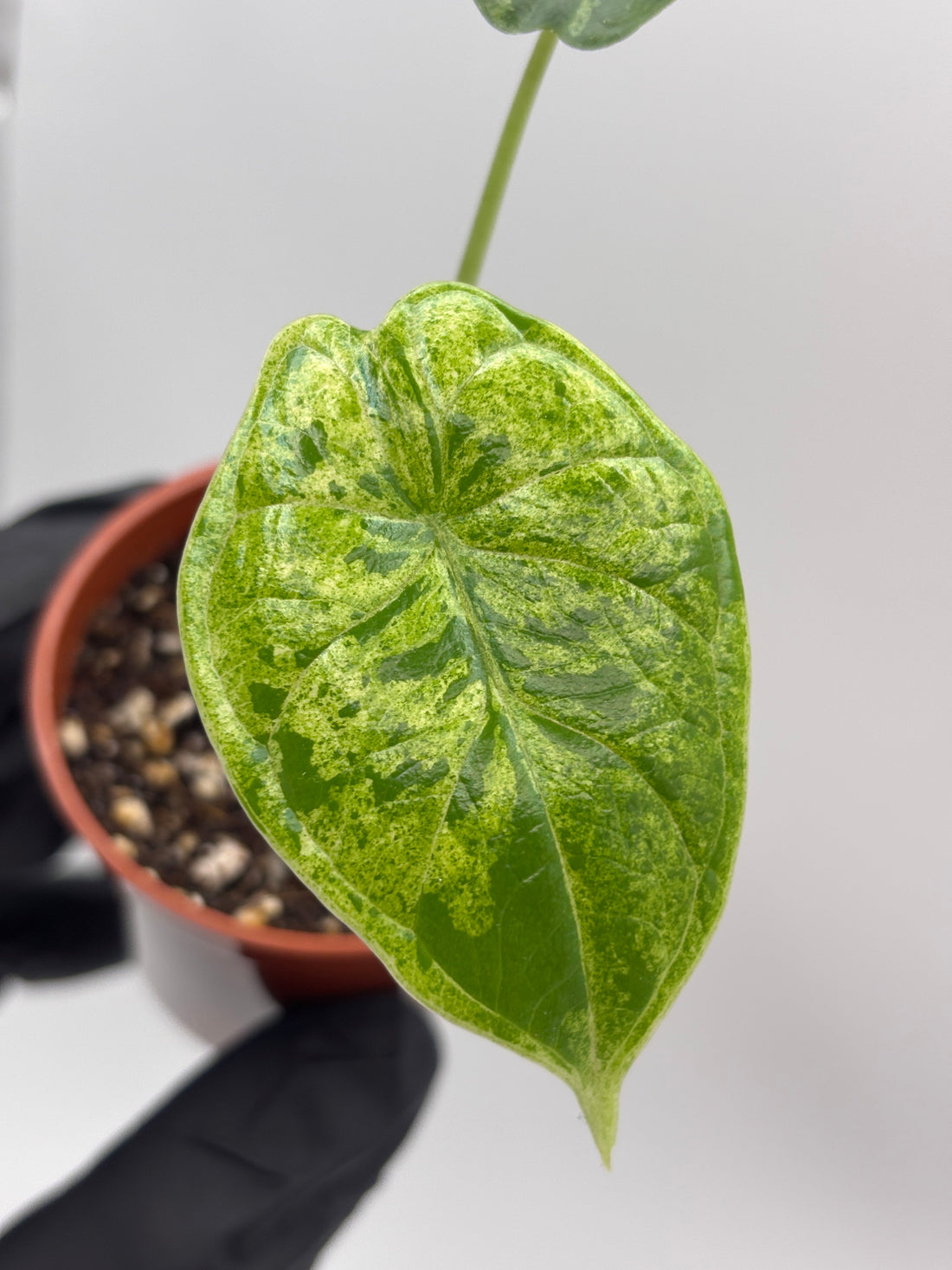 Alocasia Dragon Scale Mint: A Care Guide for Growing Indoors