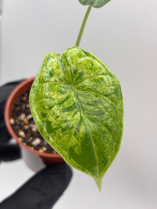 Alocasia Dragon Scale Mint: A Care Guide for Growing Indoors