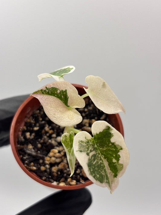 Alocasia Cuprea Pink Variegated: A Care Guide for Growing Indoors