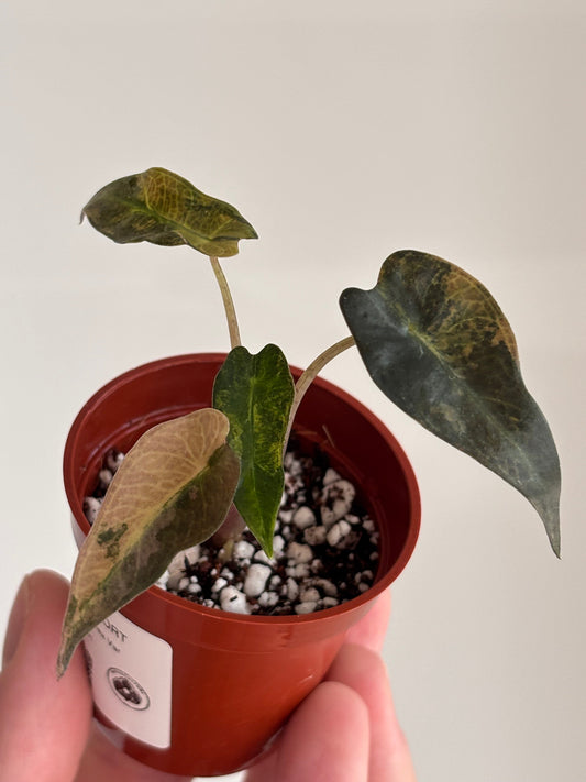 Alocasia Bambino Aurea: A Care Guide for Growing Indoors