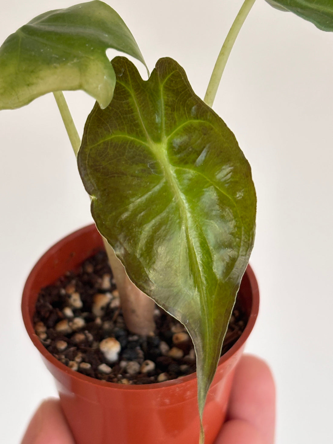 Alocasia Venom: A Care Guide for Growing Indoors