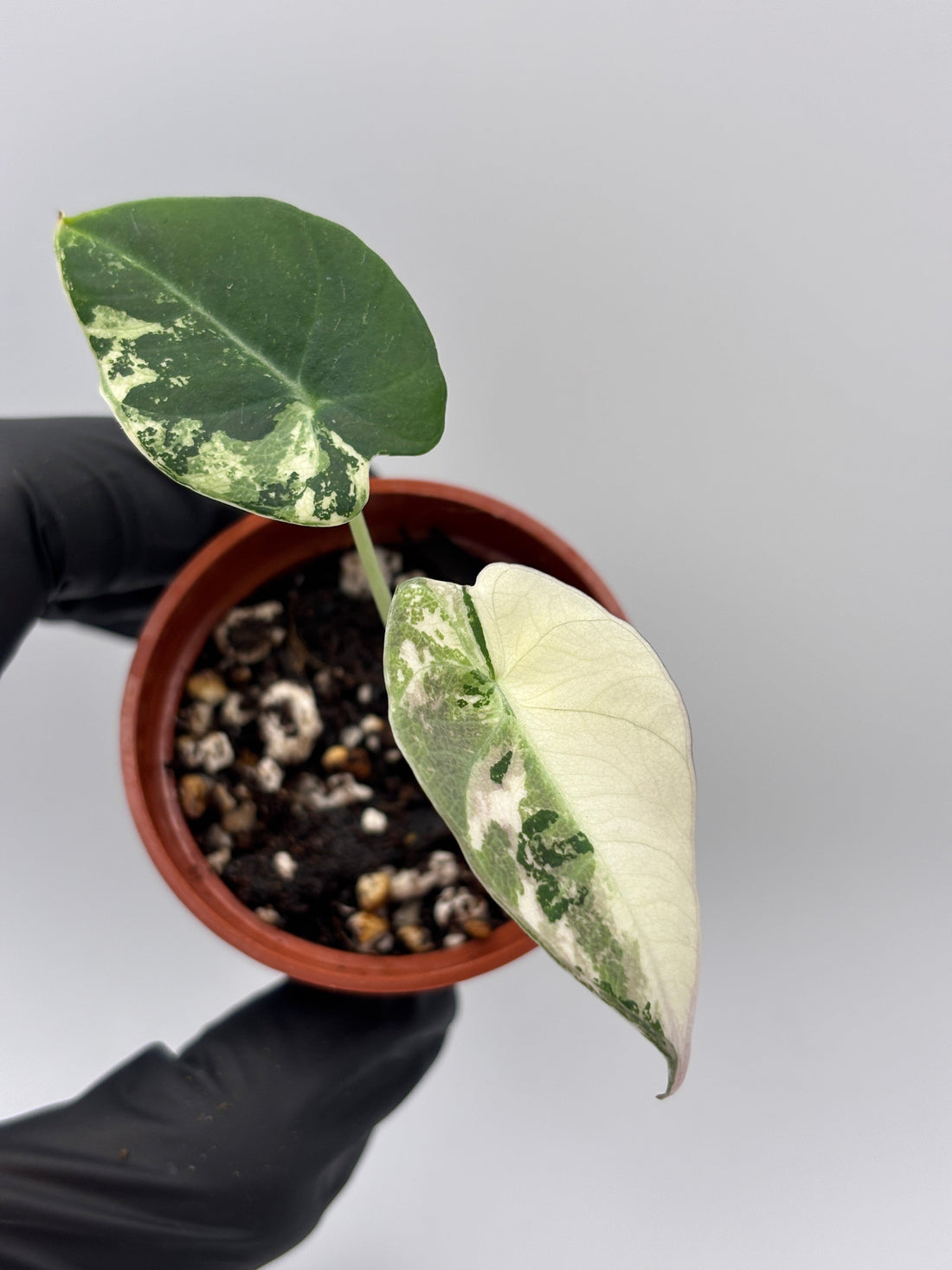 Alocasia Black Velvet Pink Variegated: A Care Guide for Growing Indoors