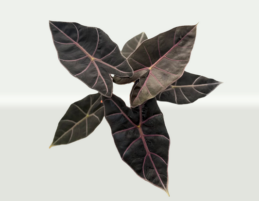 Alocasia Black Satun Pink Bone: A Care Guide for Growing Indoors