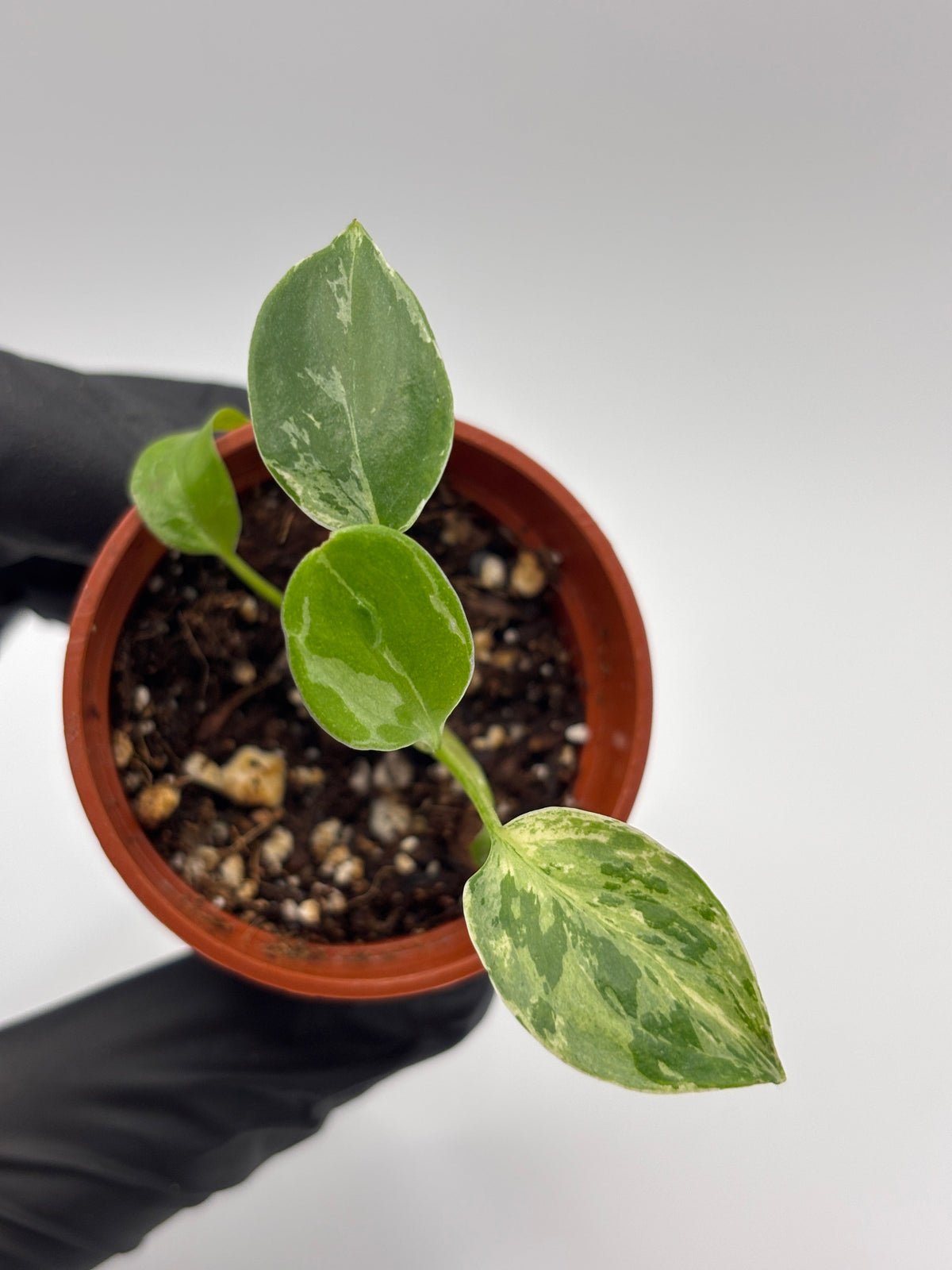 Monstera Deliciosa Bulbasaur #9 exact plant photo 5