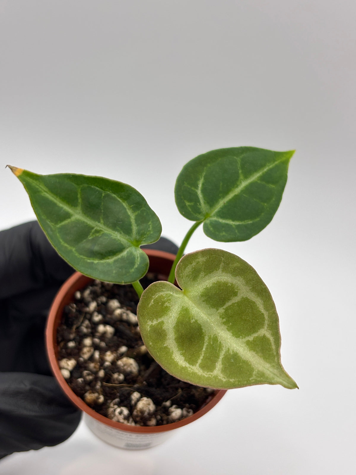 Anthurium Red Crystallinum x Dorayaki
