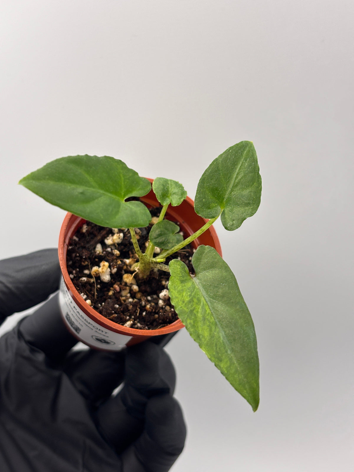 Alocasia Lauterbachiana Aurea Variegated grown at AnthoCulture