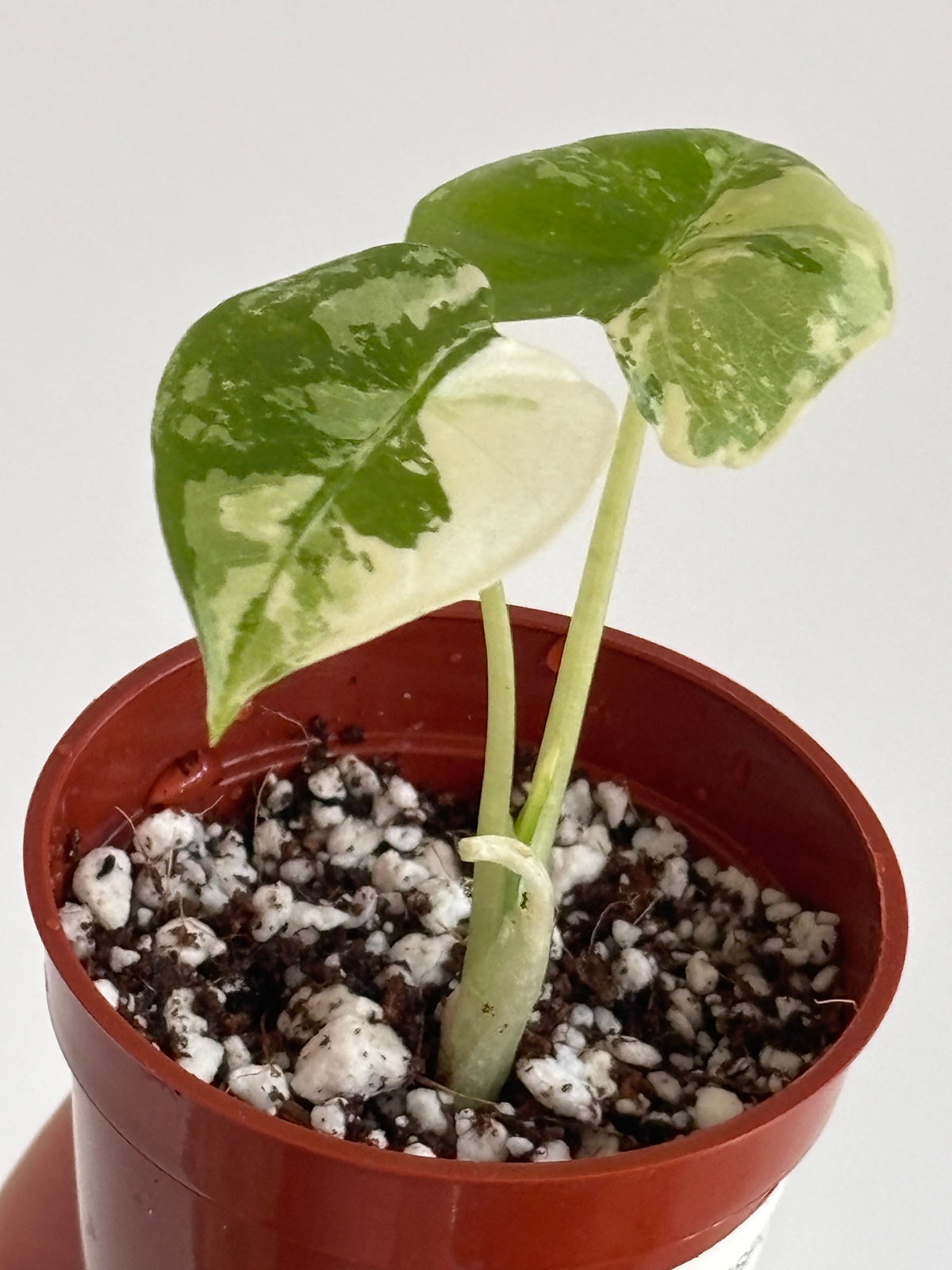Alocasia | Rare & Variegated Alocasia Houseplants